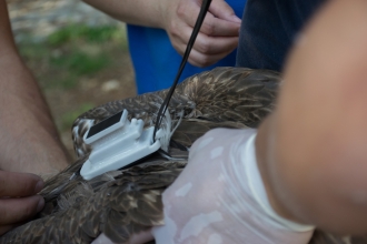 Griffon Vulture