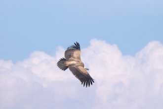 Griffon Vulture