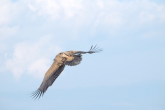 Griffon Vulture