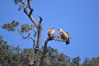 Griffon Vulture