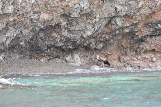 Griffon Vulture