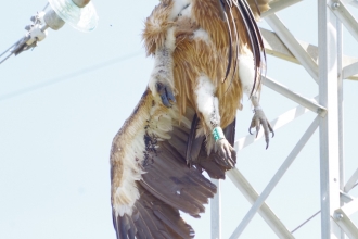 Griffon Vulture