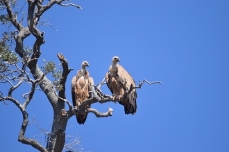 Griffon Vulture