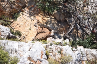 Griffon Vulture