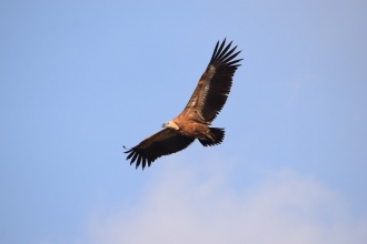 Griffon Vulture