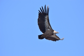 Griffon Vulture