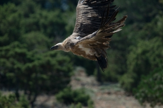 Griffon Vulture