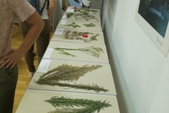 Workshop - Invasive Species