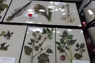 Workshop - Invasive Species