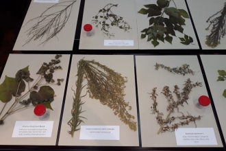 Workshop - Invasive Species