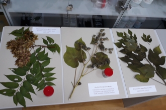 Workshop - Invasive Species