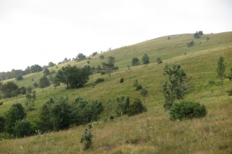 Grasslands and saw-wort 