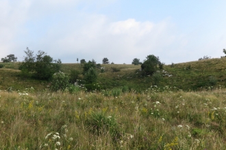 Grasslands and saw-wort 