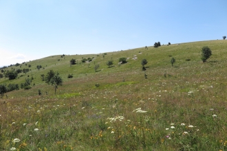 Grasslands and saw-wort 