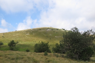 Grasslands and saw-wort 