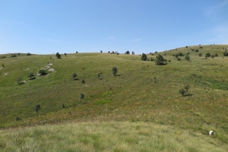 Grasslands and saw-wort 