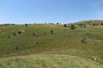 Grasslands and saw-wort 