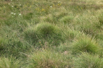 Grasslands and saw-wort 