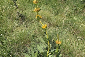 Grasslands and saw-wort 