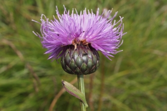 Grasslands and saw-wort 