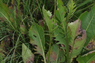 Grasslands and saw-wort 