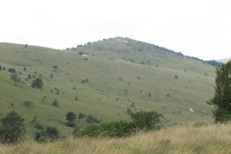 Grasslands and saw-wort 