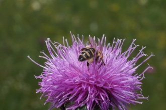 Grasslands and saw-wort 