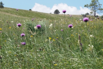 Grasslands and saw-wort 