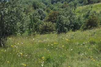 Grasslands and saw-wort 