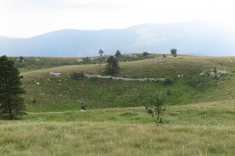 Grasslands and saw-wort 