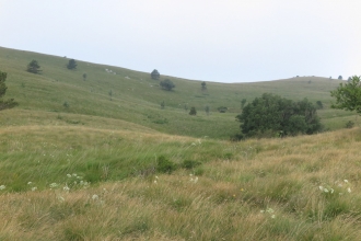 Grasslands and saw-wort 