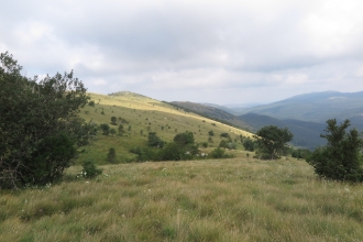 Grasslands and saw-wort 