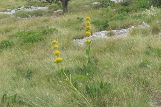 Grasslands and saw-wort 