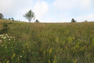 Grasslands and saw-wort 