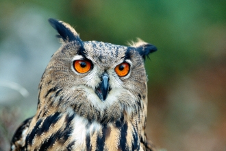 Eagle Owl