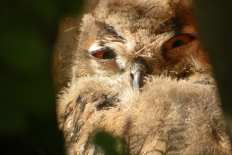 Eagle Owl