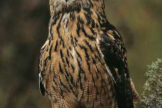 Eagle Owl