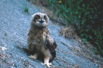 Eagle Owl