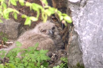 Eagle Owl